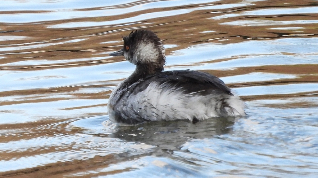 DSCN8017：ハジロカイツブリ