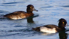 P2360603：キンクロハジロ