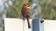 DSCN7451：モズ（メス）