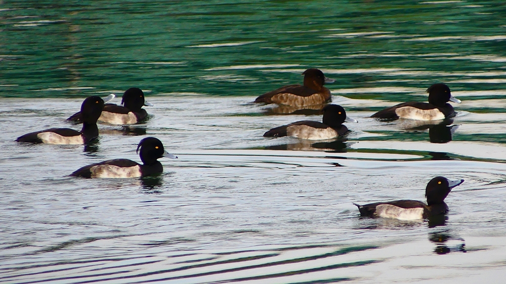 P2350495：キンクロハジロ