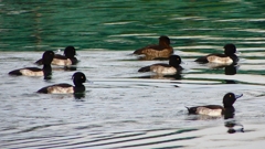 P2350495：キンクロハジロ