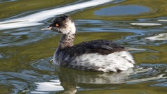 DSCN0260：ハジロカイツブリ