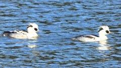 DSCN7077：ミコアイサ（オス）