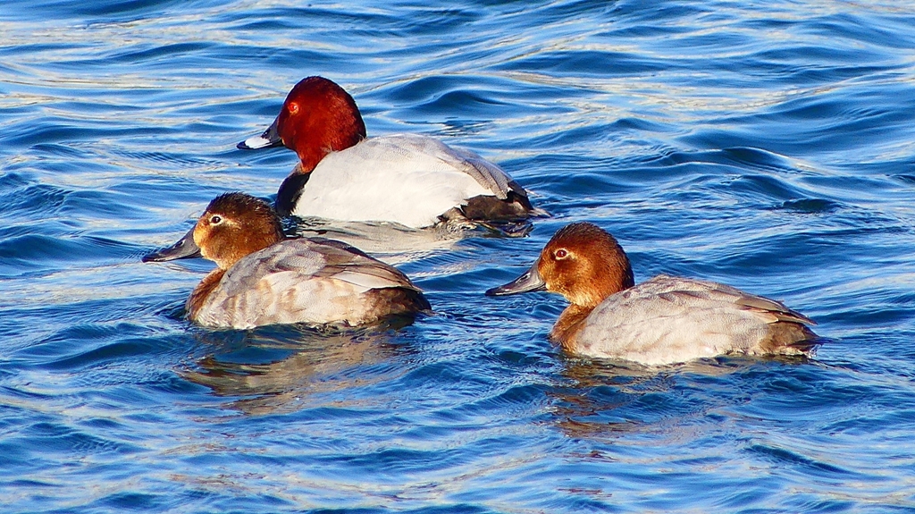 P2380545：ホシハジロ