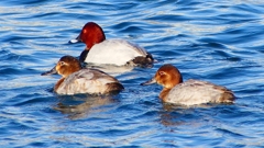 P2380545：ホシハジロ