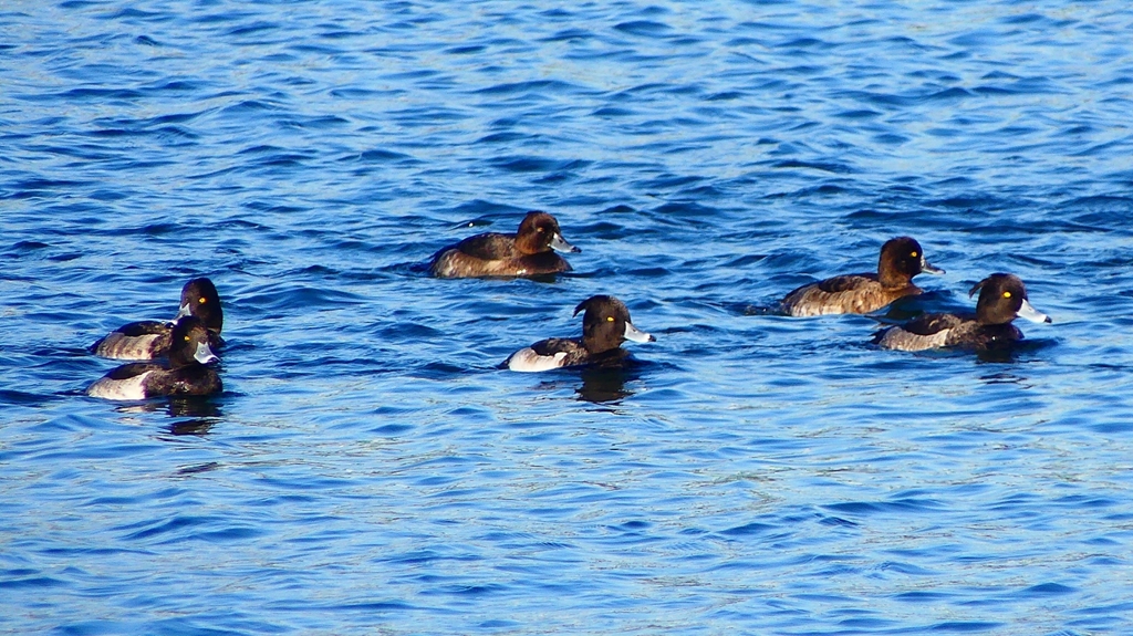 P2380079：キンクロハジロ