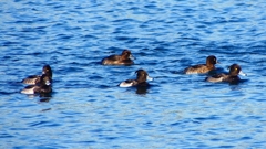 P2380079：キンクロハジロ