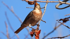 DSCN8792：ハチジョウツグミ