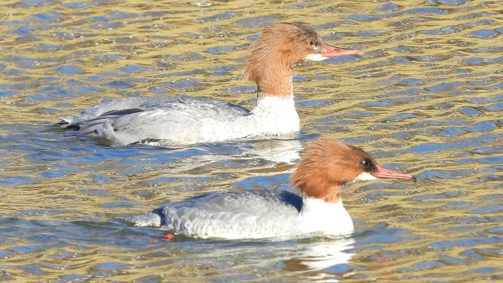 DSCN2018：カワアイサ（メス）