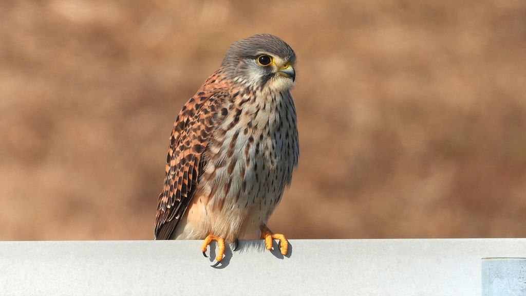 DSCN6704：チョウゲンボウ