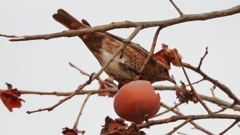 DSCN8584：ハチジョウツグミ