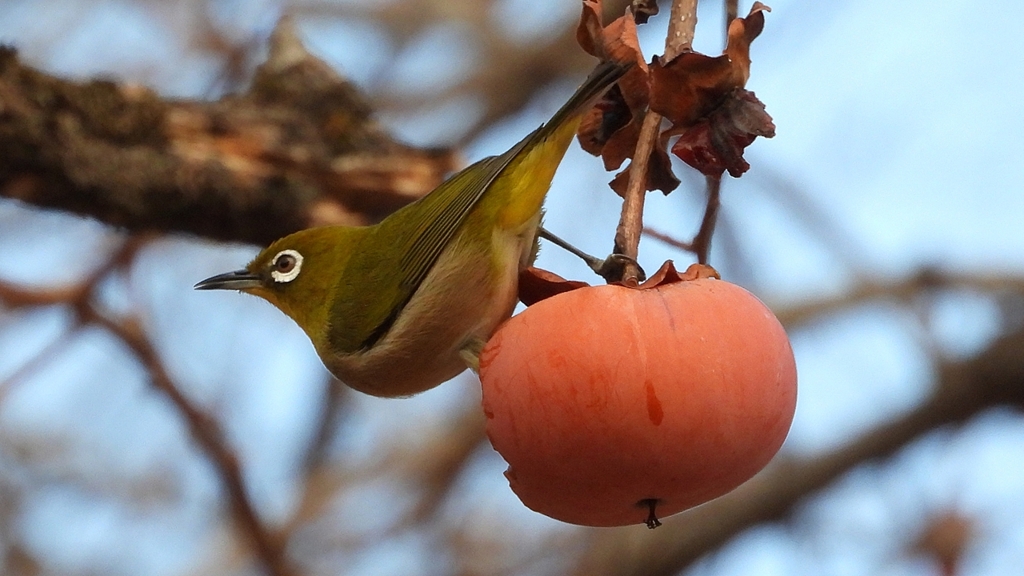 DSCN8617：メジロ