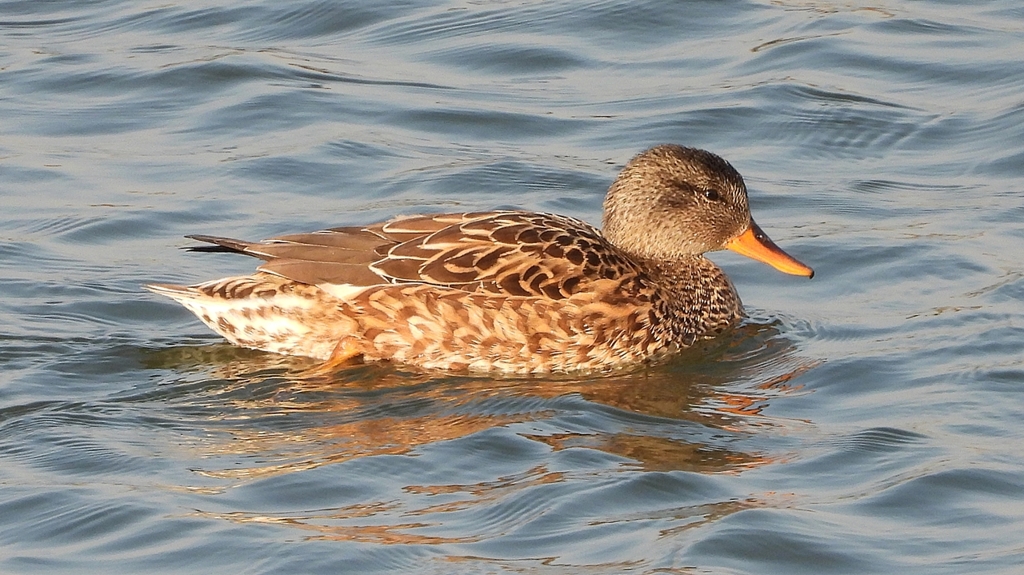 DSCN3826：オカヨシガモ（メス）