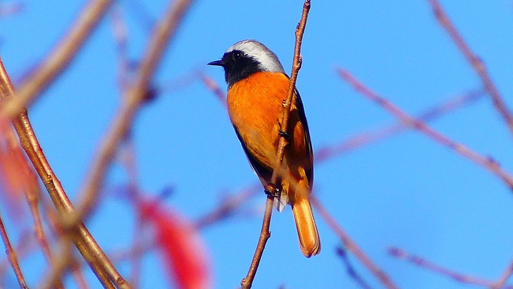 P2360212：ジョウビタキ（オス）