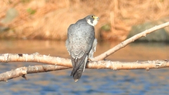 DSCN1470：ハヤブサ