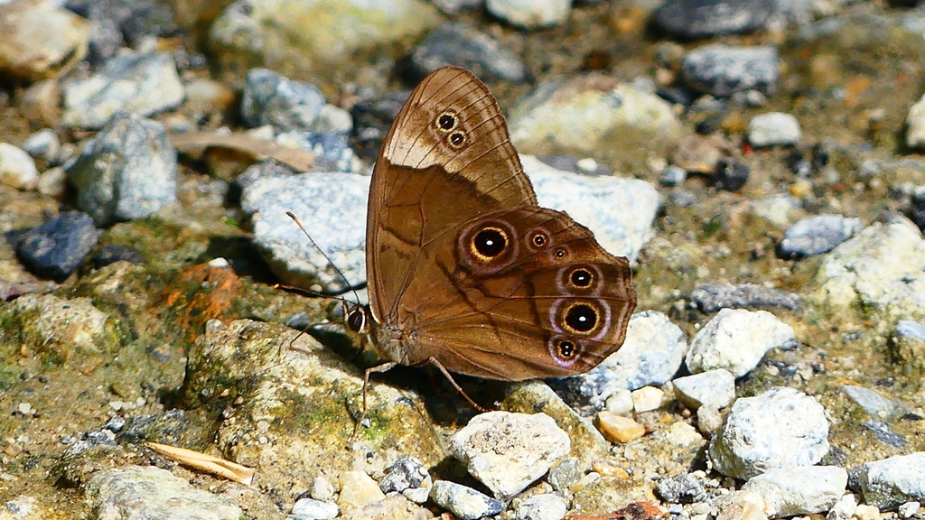 P2260566：クロヒカゲ