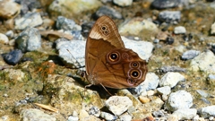 P2260566：クロヒカゲ