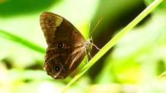 P2260544：クロヒカゲ