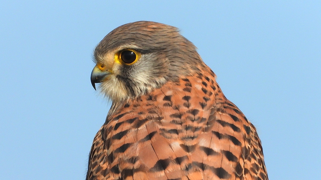 DSCN6692：チョウゲンボウ