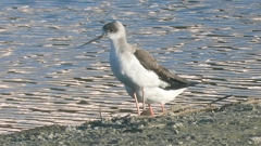 DSCN2331：セイタカシギ