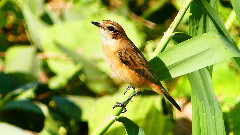 P2300376：ノビタキ