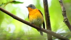 P2320402：ムギマキ（オス若鳥）