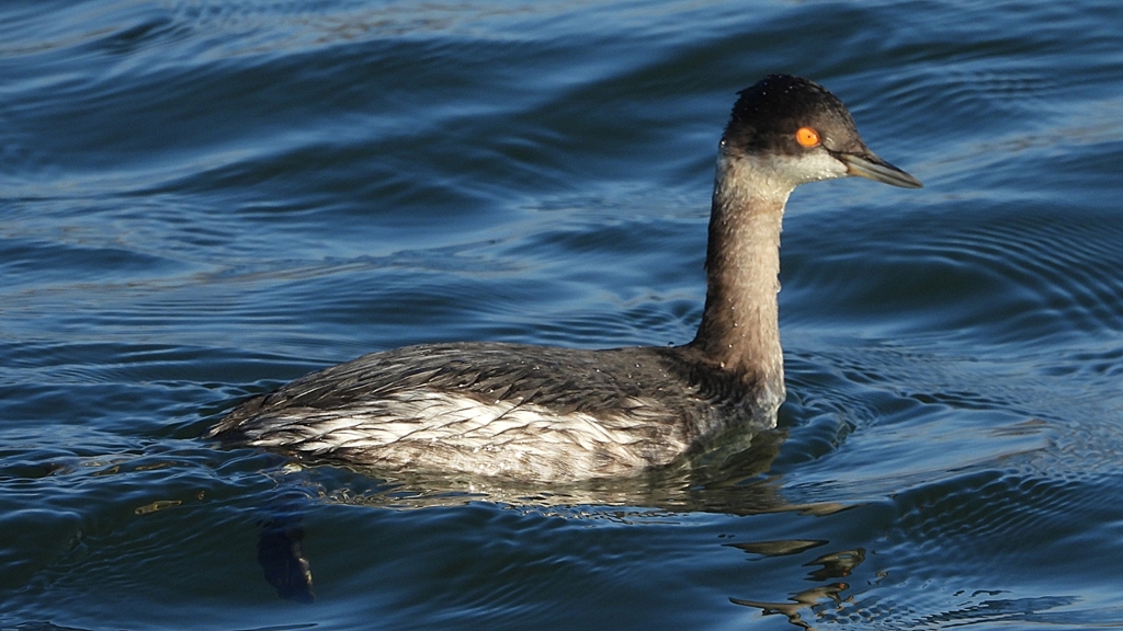 DSCN9364：ハジロカイツブリ