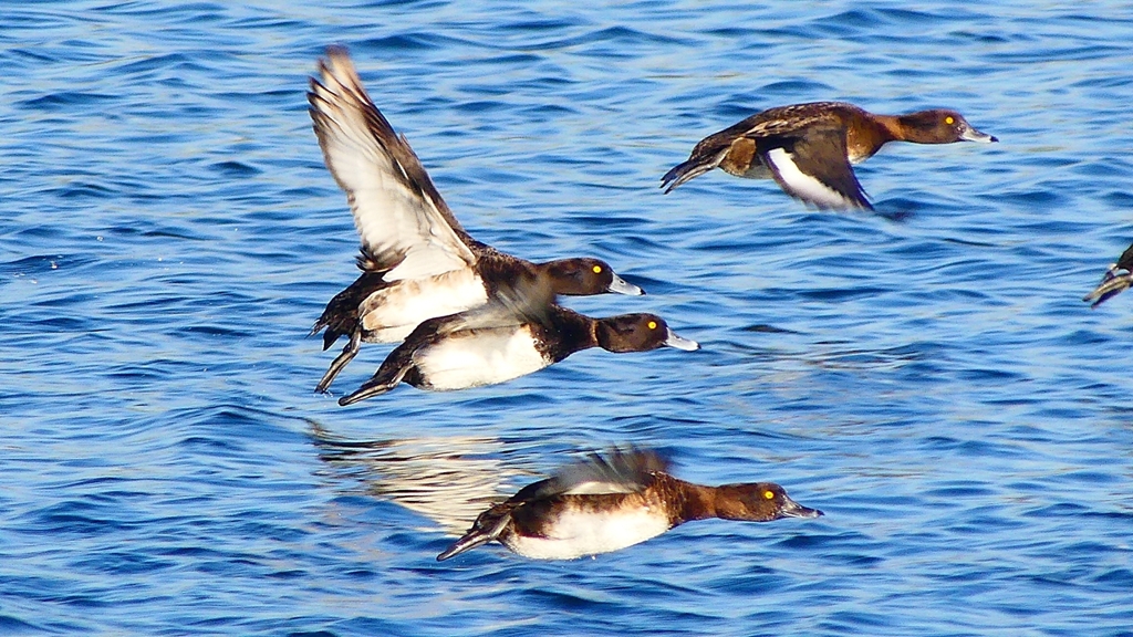 P2380182：飛ぶキンクロハジロ