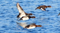 P2380182：飛ぶキンクロハジロ