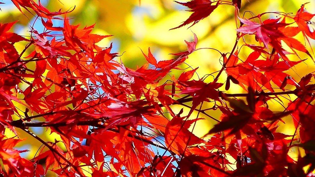 P2360414：紅葉、黄葉