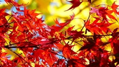 P2360414：紅葉、黄葉