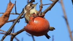 DSCN8661：コゲラ