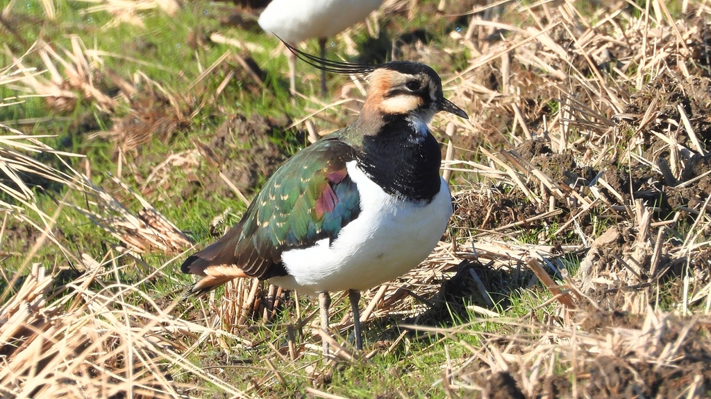 DSCN6651：タゲリ