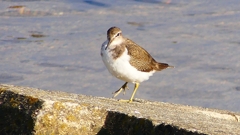 P2360655：イソシギ