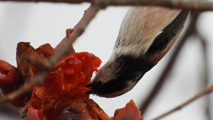 DSCN8542：エナガ