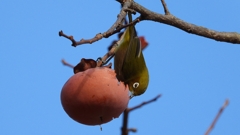 DSCN8644：メジロ