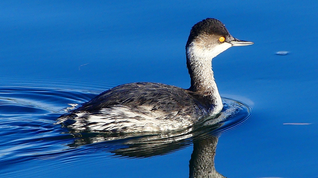 P2370194：ハジロカイツブリ