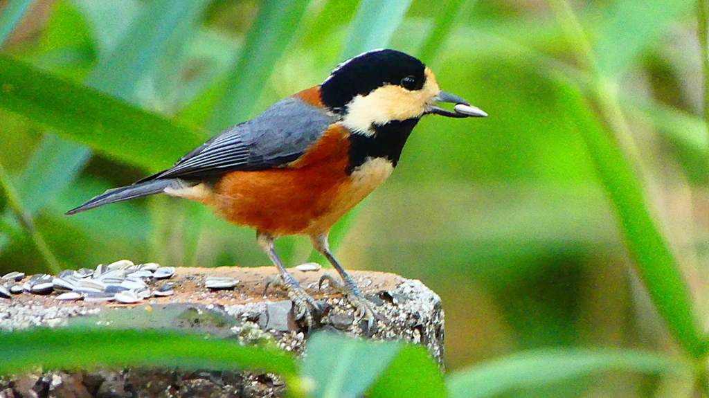 P2360365：ヤマガラ