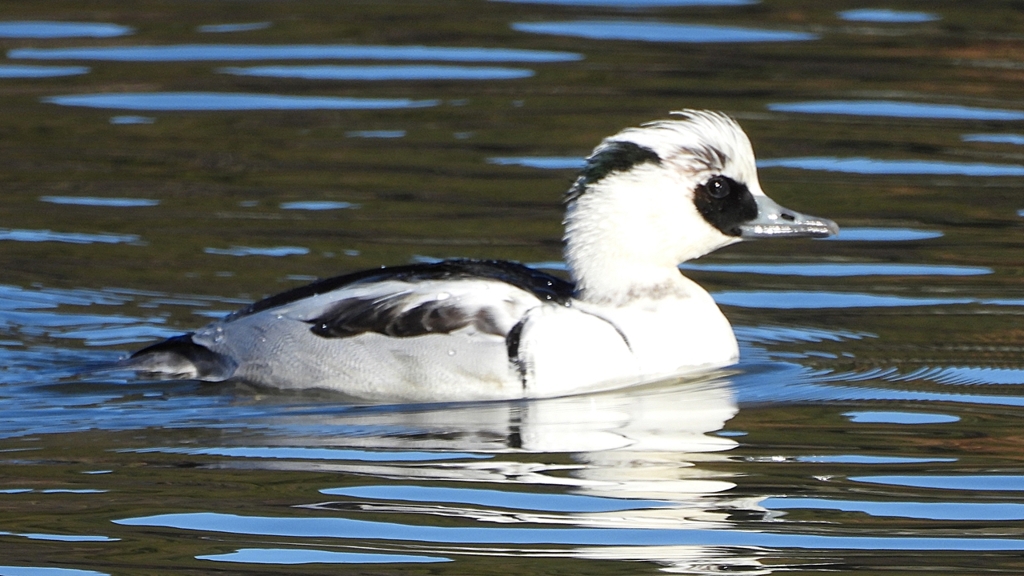 DSCN4891：ミコアイサ（オス）