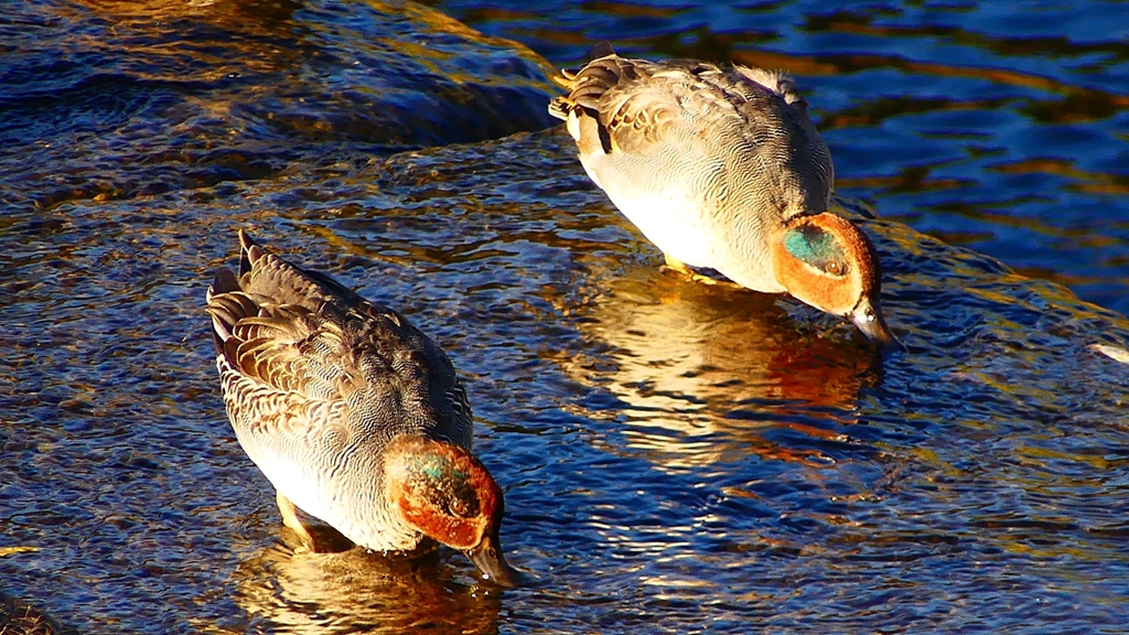 P2400271：コガモ