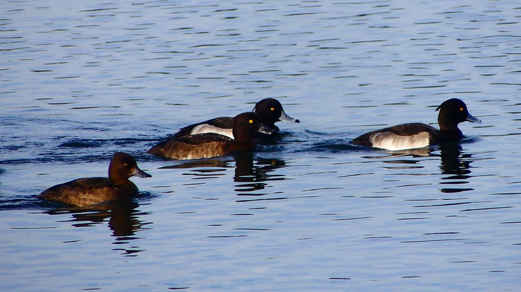 P2360476：キンクロハジロ