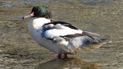 DSCN1757：カワアイサ（オス）