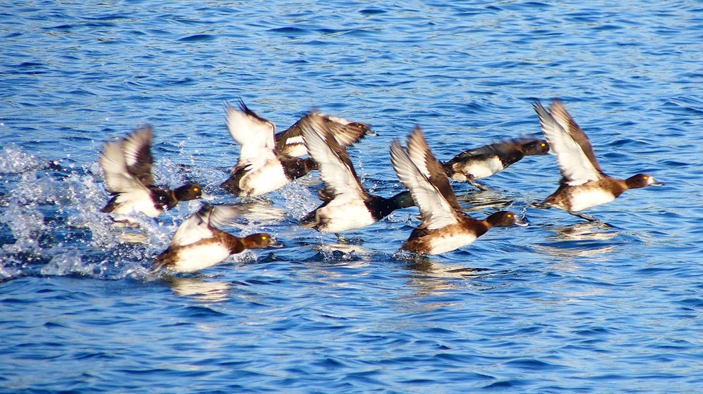 P2380161：飛ぶキンクロハジロ