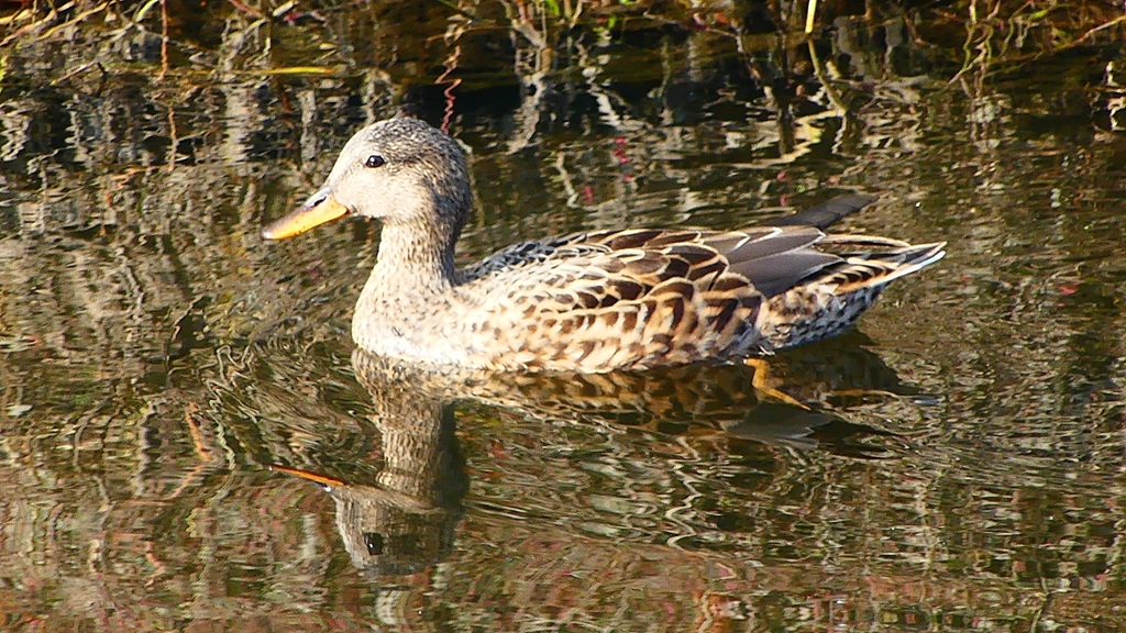 P2390493：オカヨシガモ（メス）