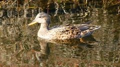 P2390493：オカヨシガモ（メス）