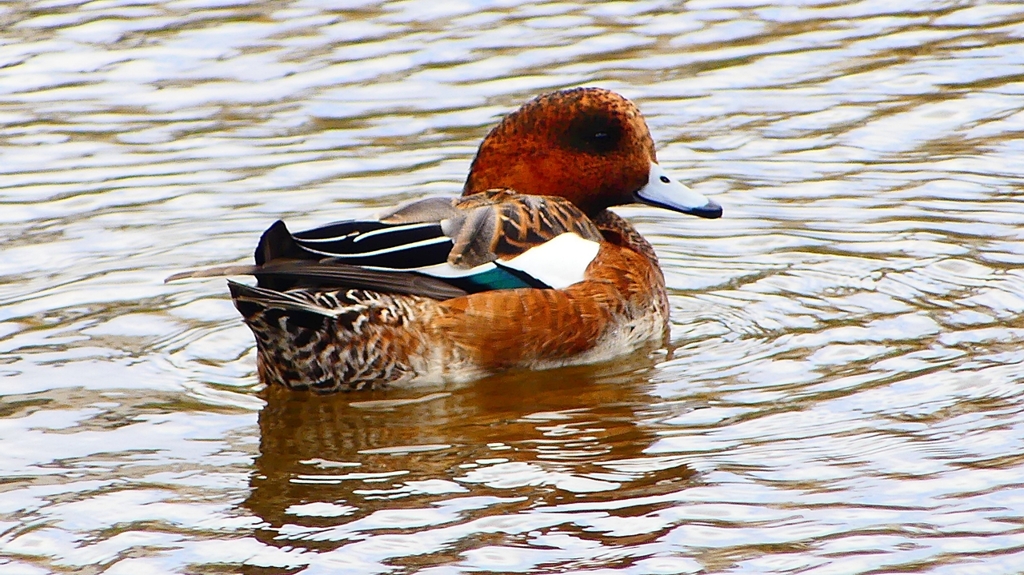 P2340124：ヒドリガモ