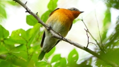 P2320361：ムギマキ（オス若鳥）