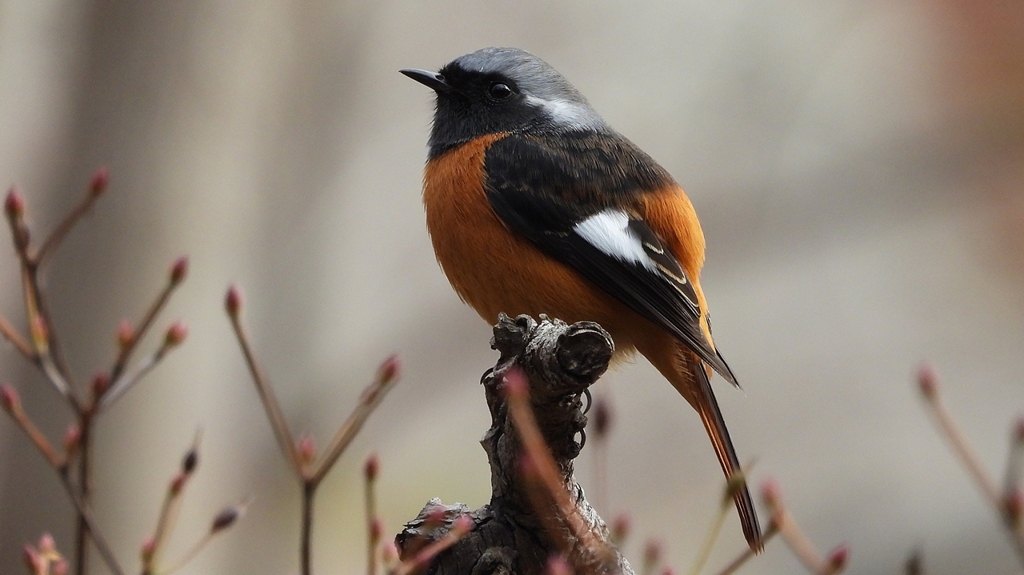 DSCN6161：ジョウビタキ（オス）