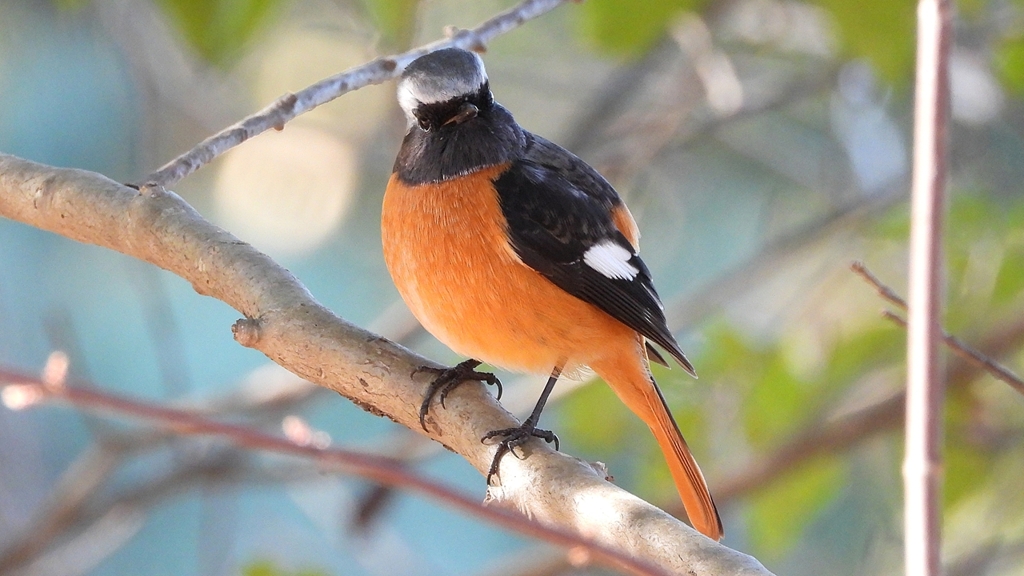 DSCN8326：ジョウビタキ（オス）