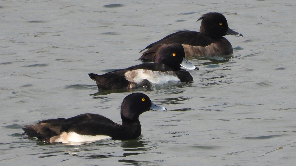 DSCN3996：キンクロハジロ